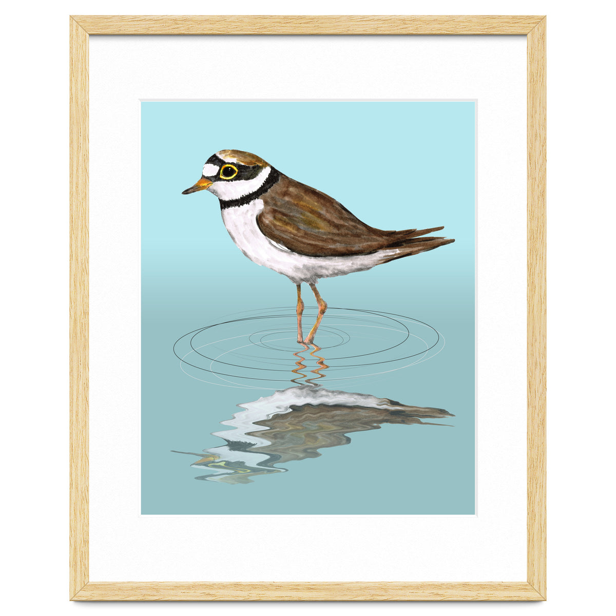 Little ringed  plover
