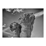Cut down 2 (Print Only) thumbnail