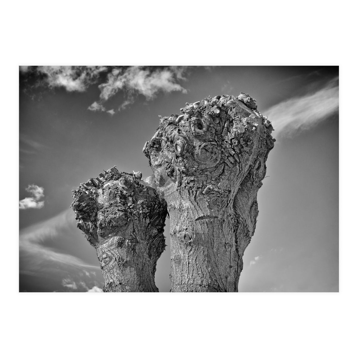 Cut down 2 (Print Only)