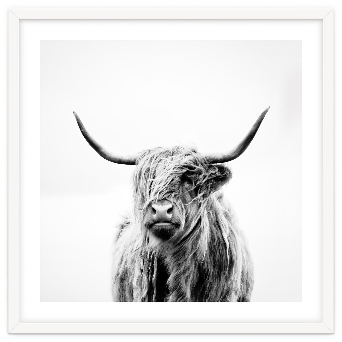 Portrait of a Highland Cow (Square Version)
