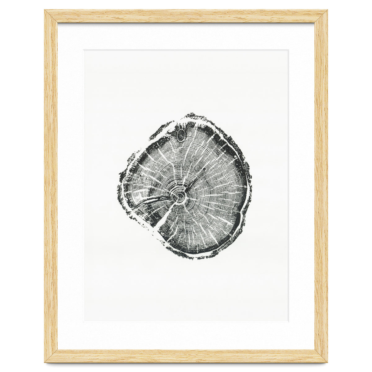 Tree Ring Print, Albion Basin, Utah, Pine Tree Print