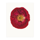 Cc Poppy 03 (Print Only) thumbnail