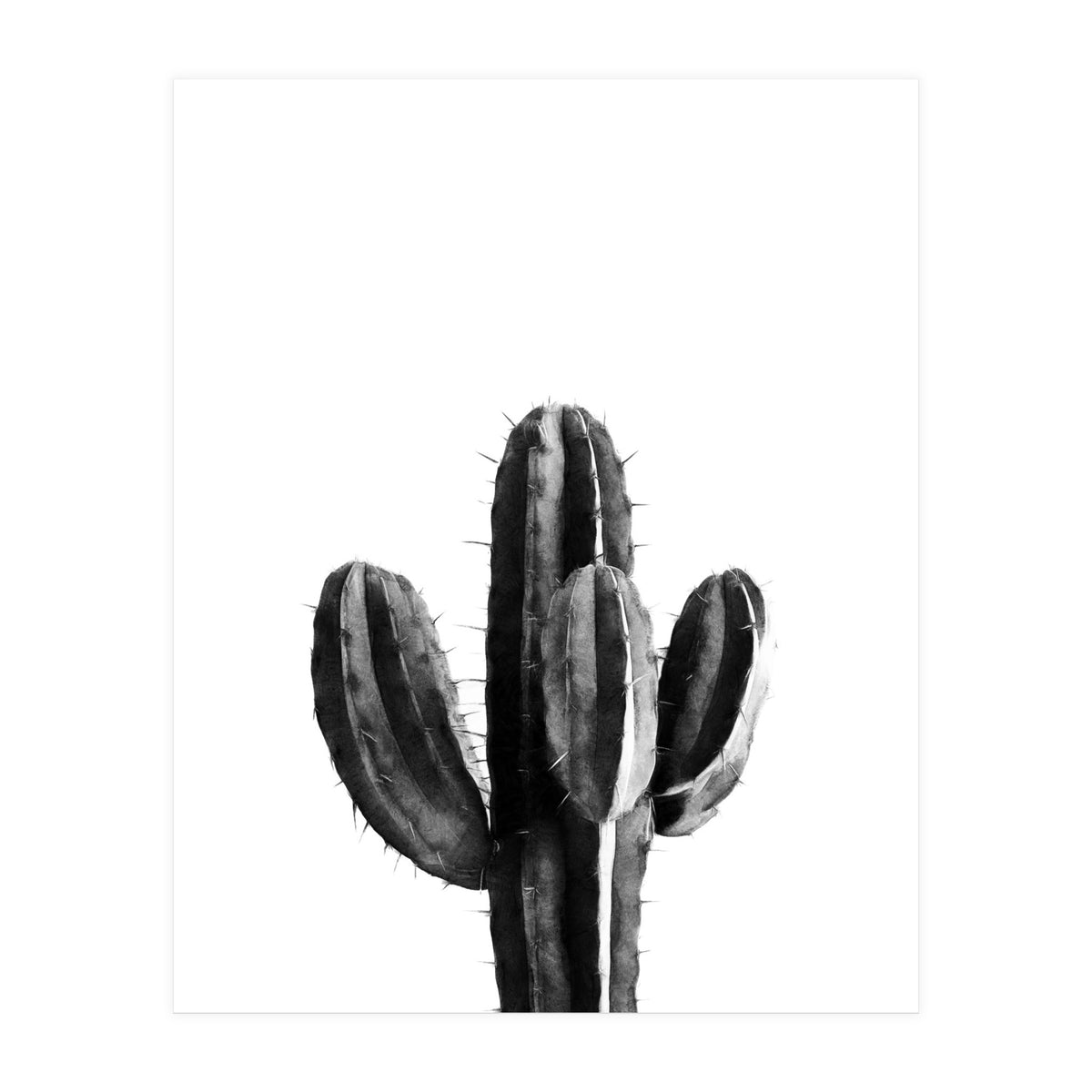 Cactus Black And White 03 (Print Only)