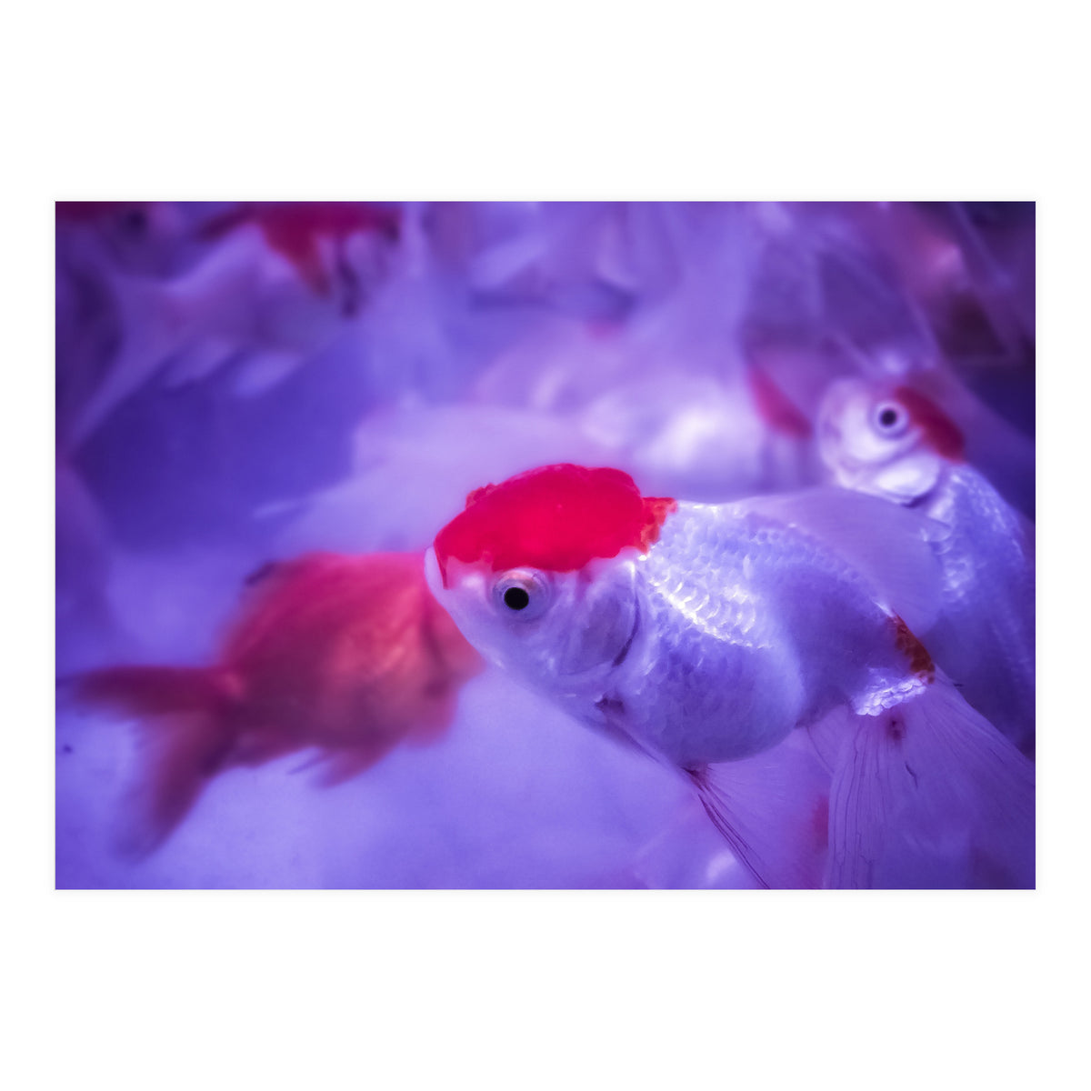 Golden Fish (Print Only)