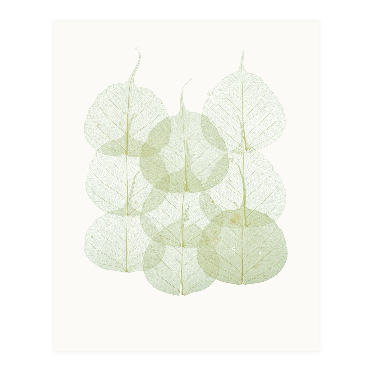 Cc Leaves 02 (Print Only)