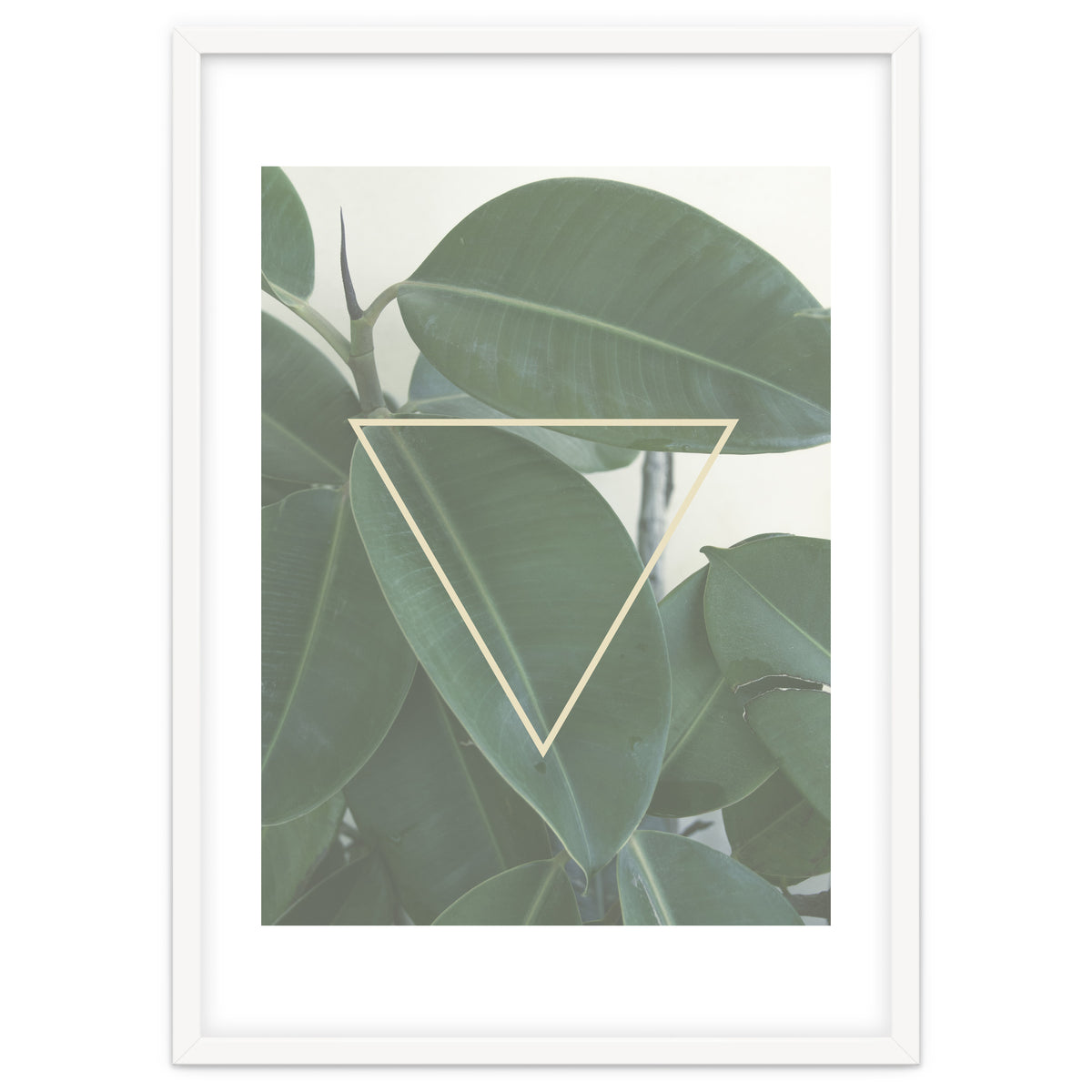 ficus triangle