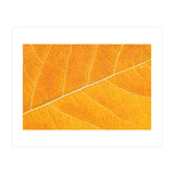 Autumn Leaf (Print Only) thumbnail