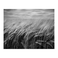 Moody Barley Field (Print Only)