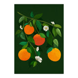 Oranges and Blossoms (Print Only) thumbnail