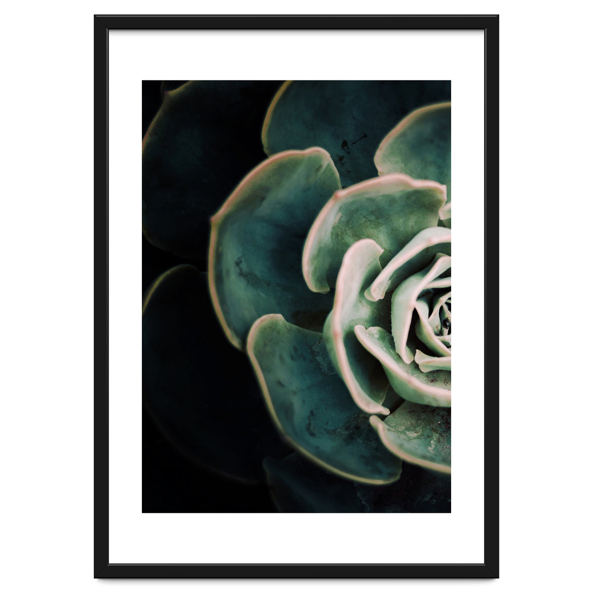 Darkside Of Succulents 4-E