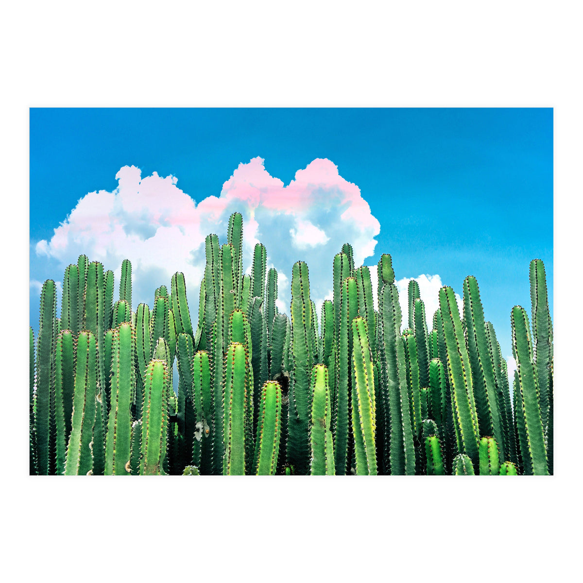 Cactus Summer (Print Only)