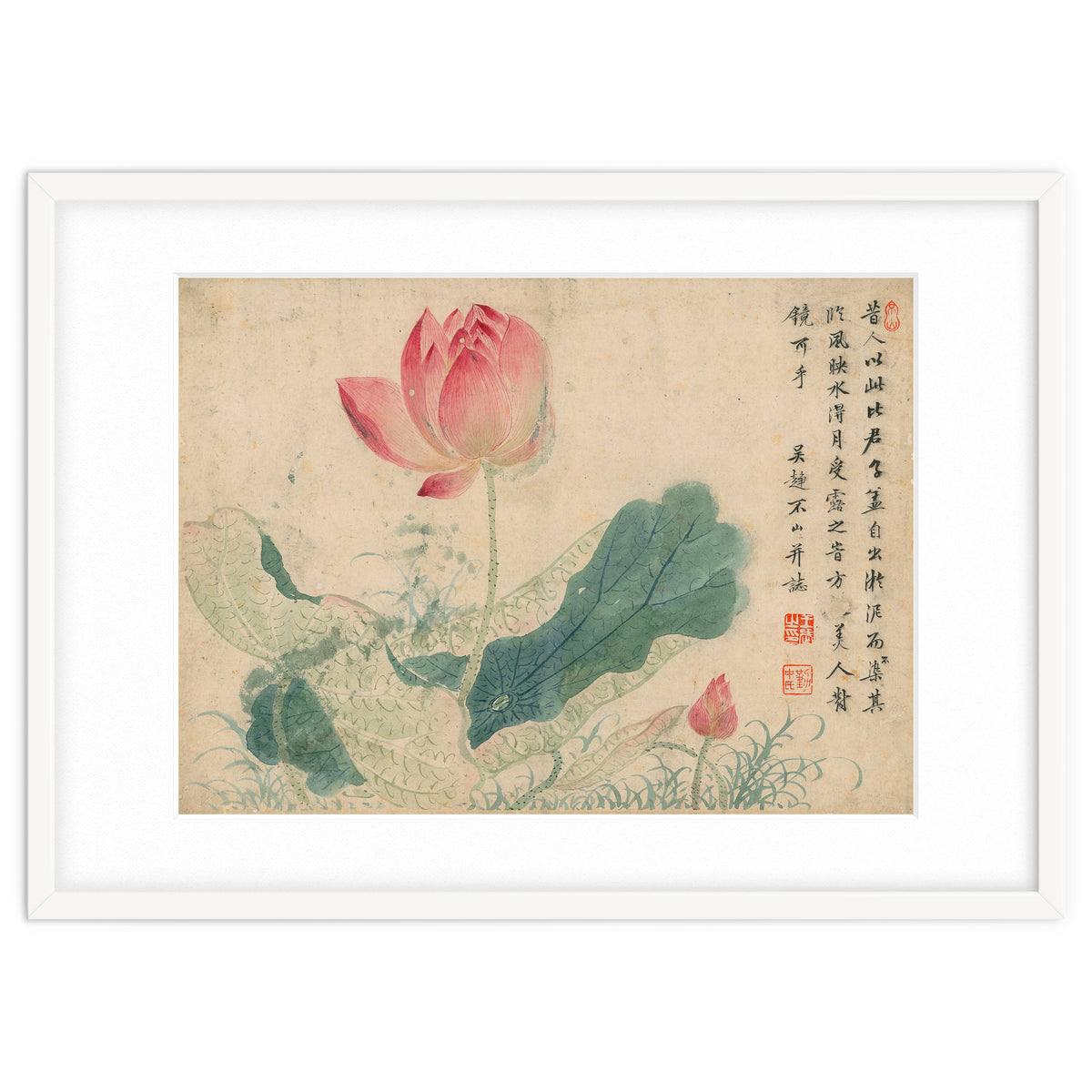 Qing Wangwu Flower album, lotus, lotus leaf, pond, copy of water grass