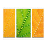 Autumn Leaves (Print Only) thumbnail