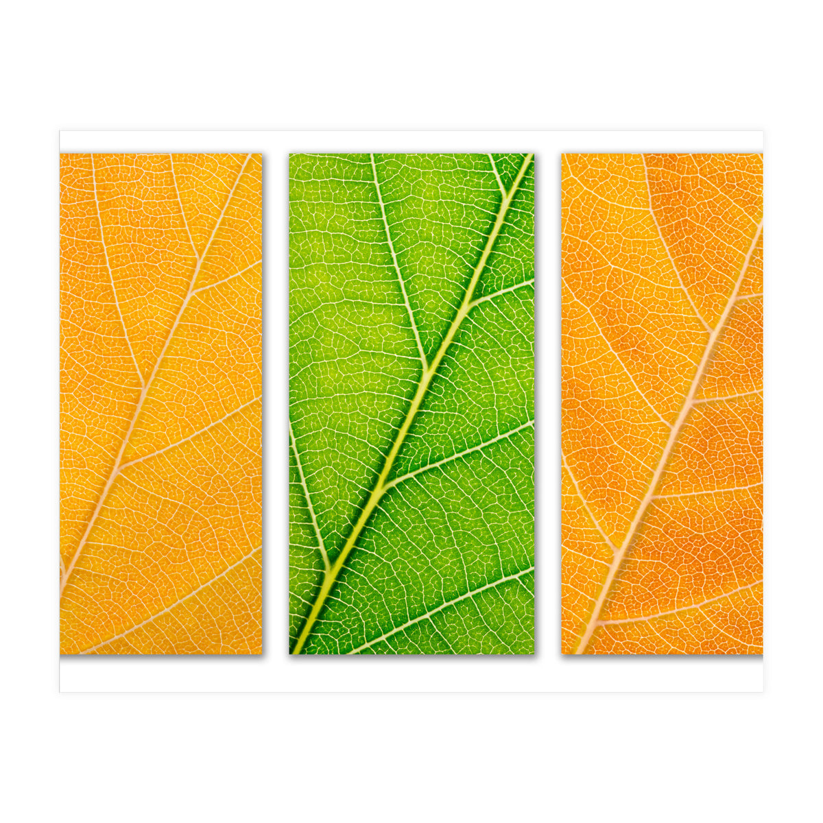 Autumn Leaves (Print Only)