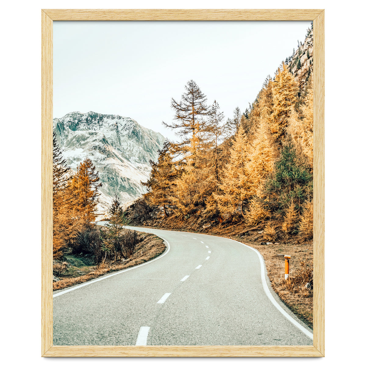 Snow and Golden Pine