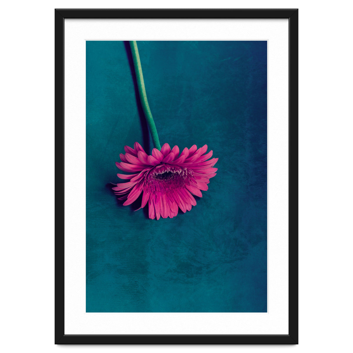 Gerbera for love