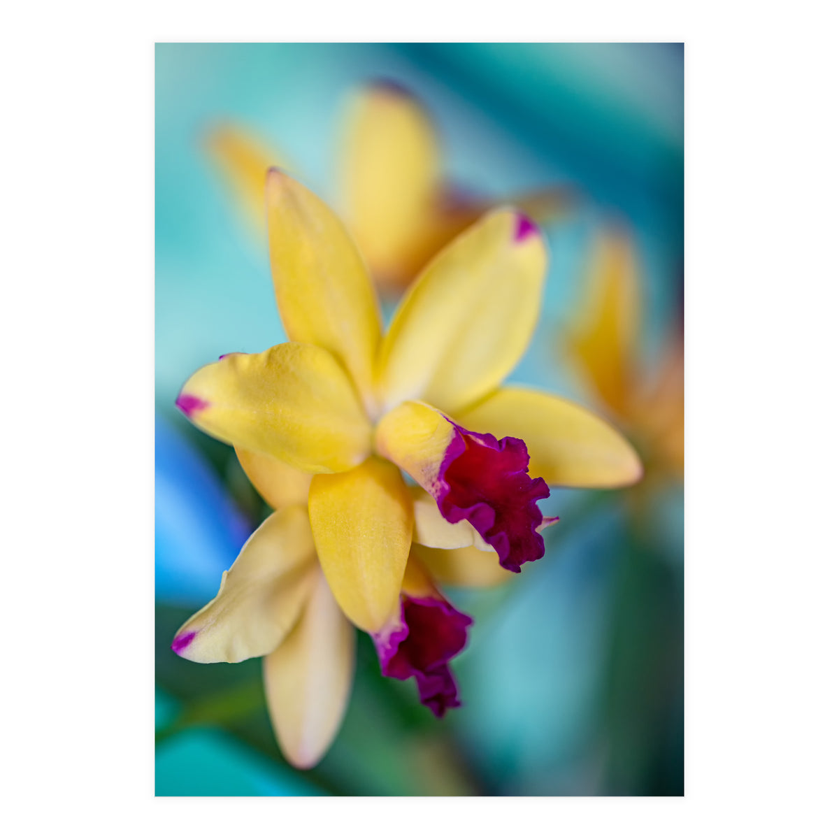 Cattleya Orchidee (Print Only)