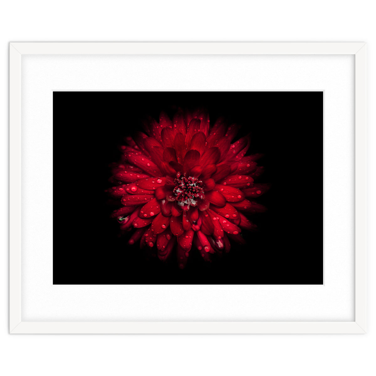 Backyard Flowers 45 Color Version