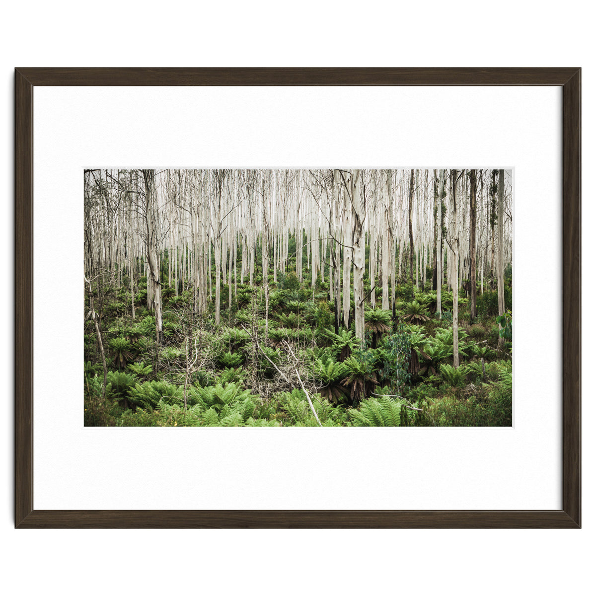 Forest After The Fire