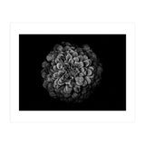 Backyard Flowers In Black And White 54 (Print Only) thumbnail