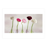 Ranunkulus (Print Only) thumbnail