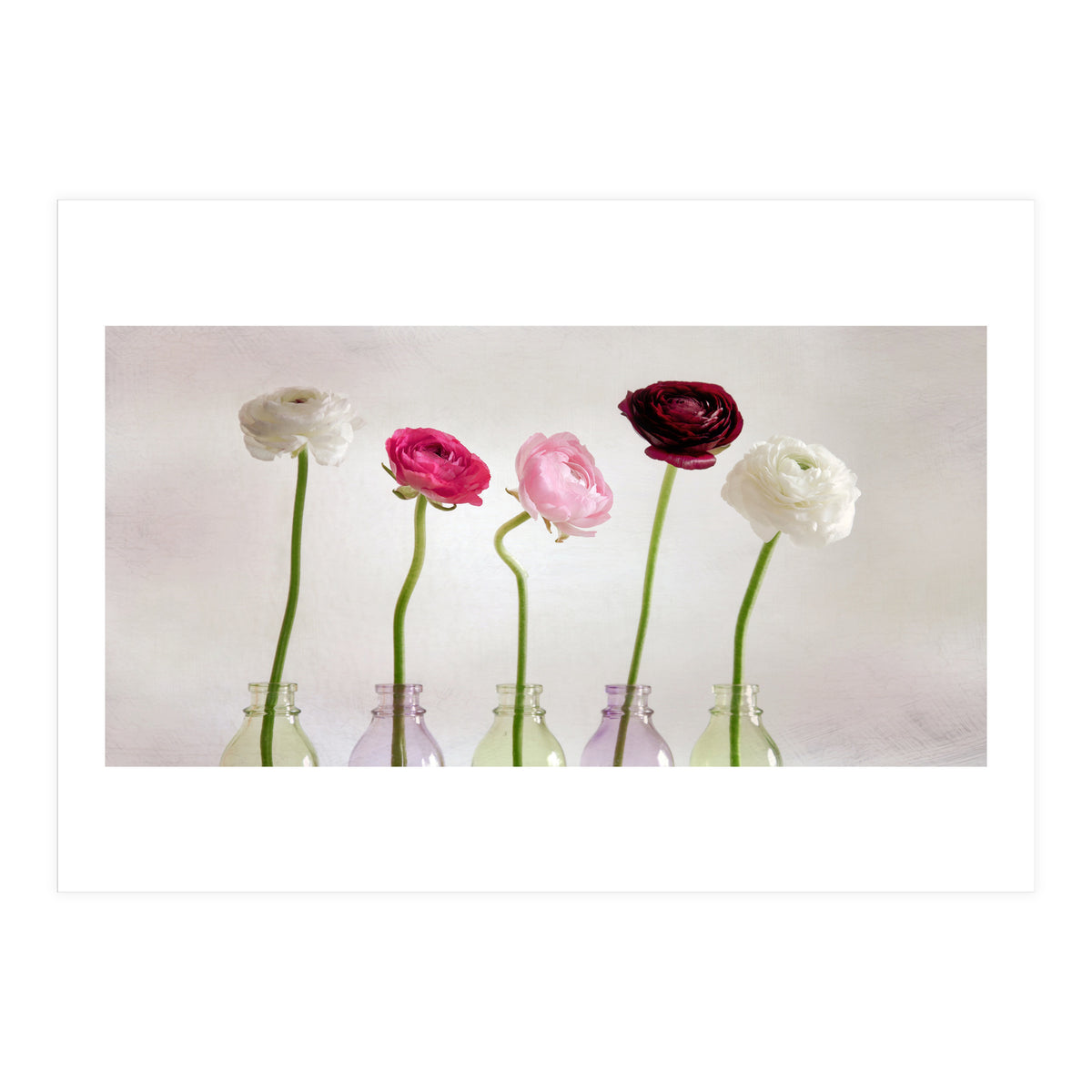 Ranunkulus (Print Only)