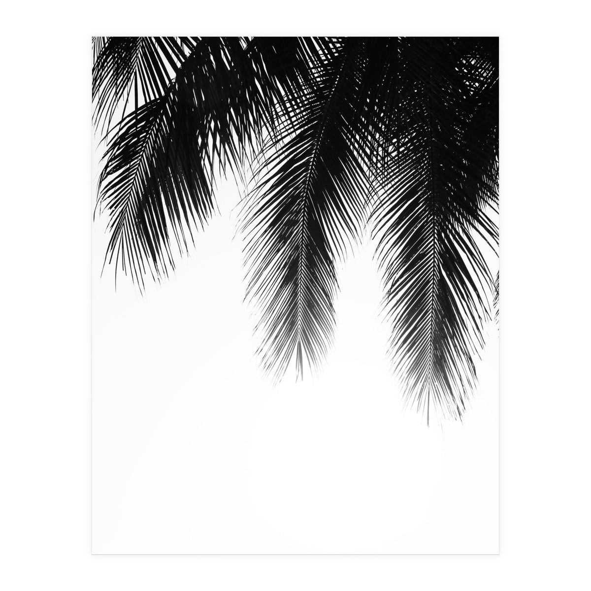Palm leaves (Print Only)