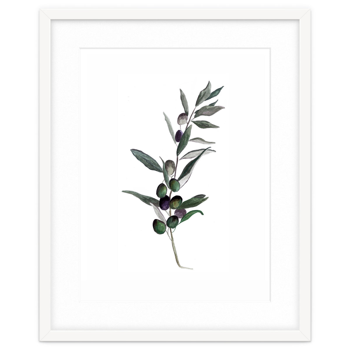 Botanical Illustration Olive