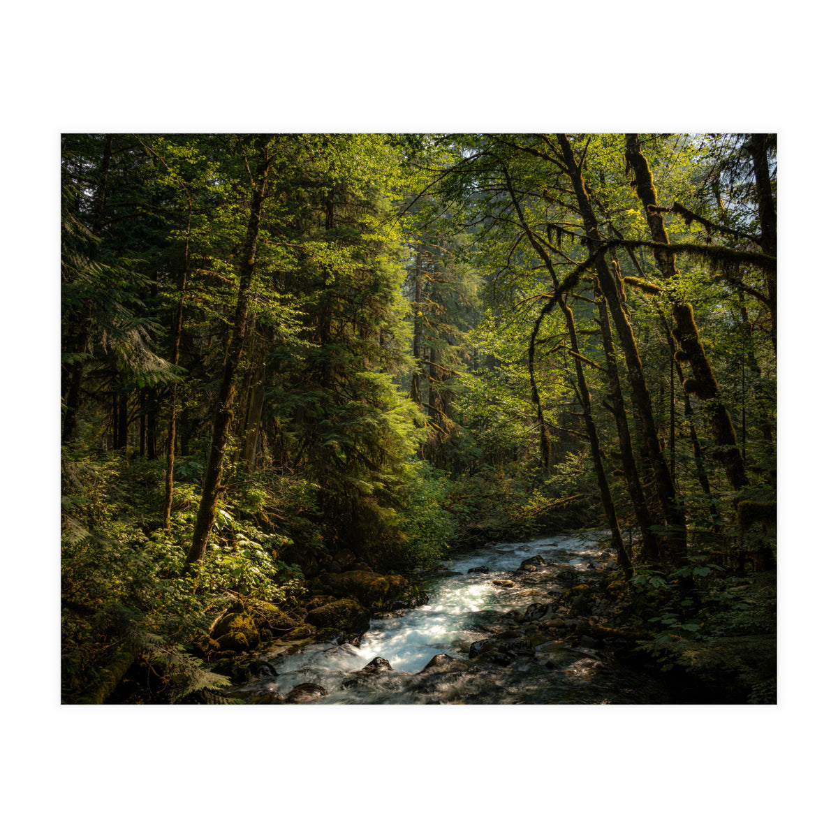 Cascade River (Print Only)