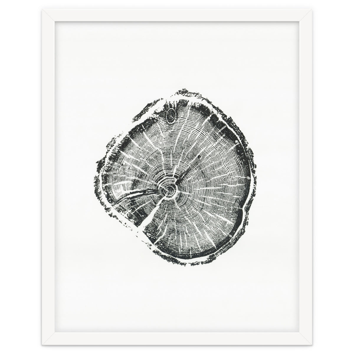 Tree Ring Print, Albion Basin, Utah, Pine Tree Print