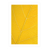 Autumn Leaf (Print Only) thumbnail