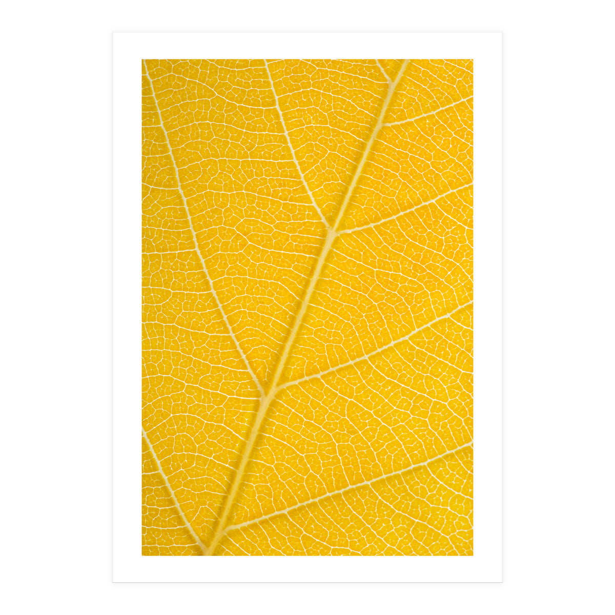 Autumn Leaf (Print Only)