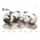 Boobies (Print Only) thumbnail