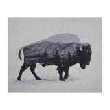 The American Bison (Print Only) thumbnail