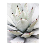 Agave plant (Print Only) thumbnail