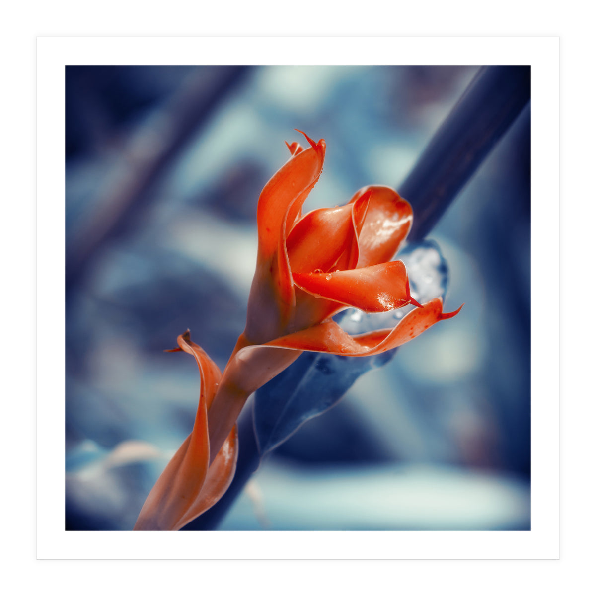 Ginger Flower (Print Only)