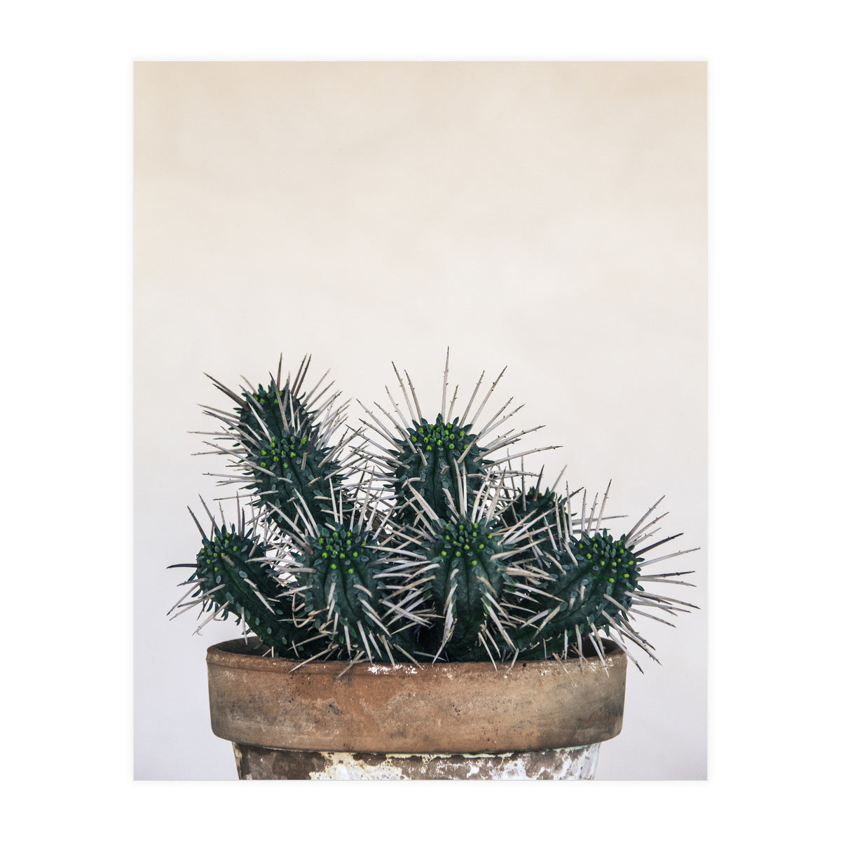 cactus nature XI (Print Only)