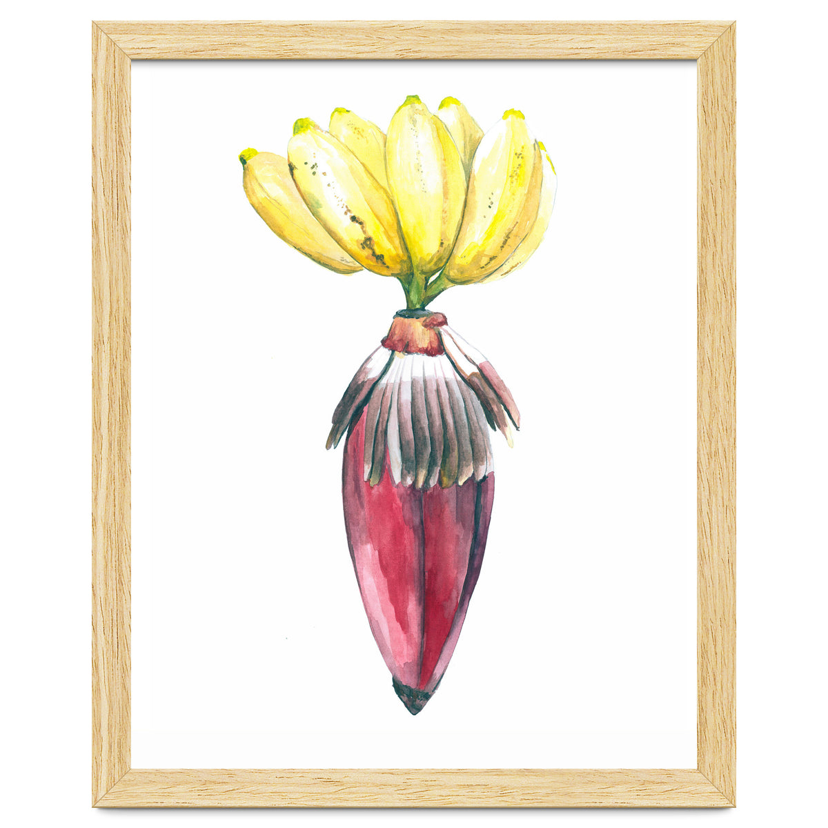 Botanical Illustration Banana