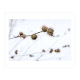 Winter Thistles (Print Only) thumbnail
