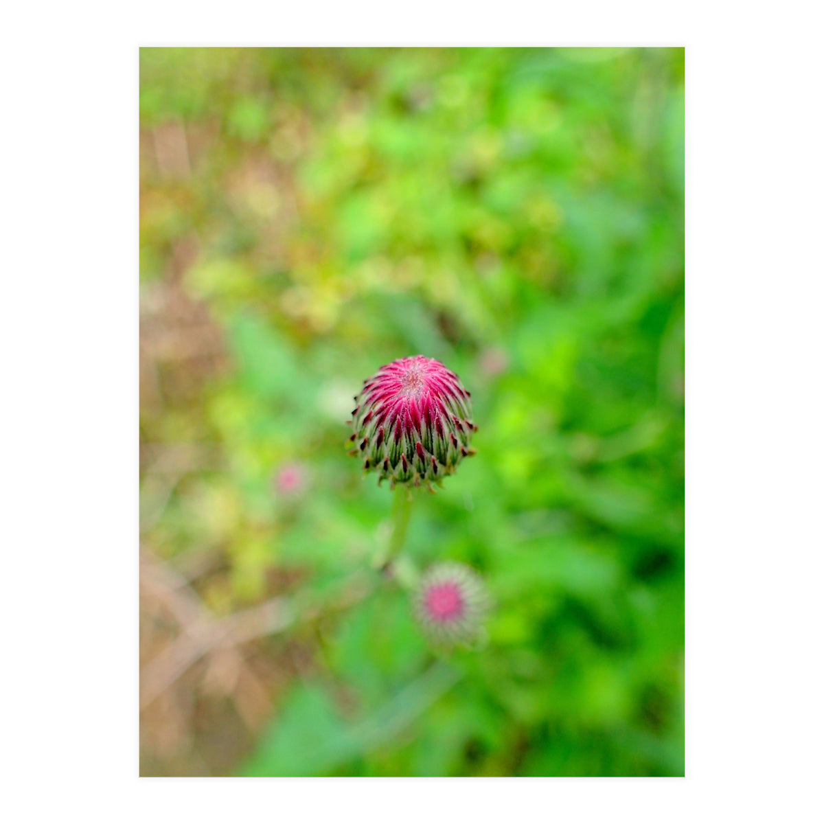 Eye Bud (Print Only)