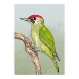 Green woodpecker (Print Only) thumbnail