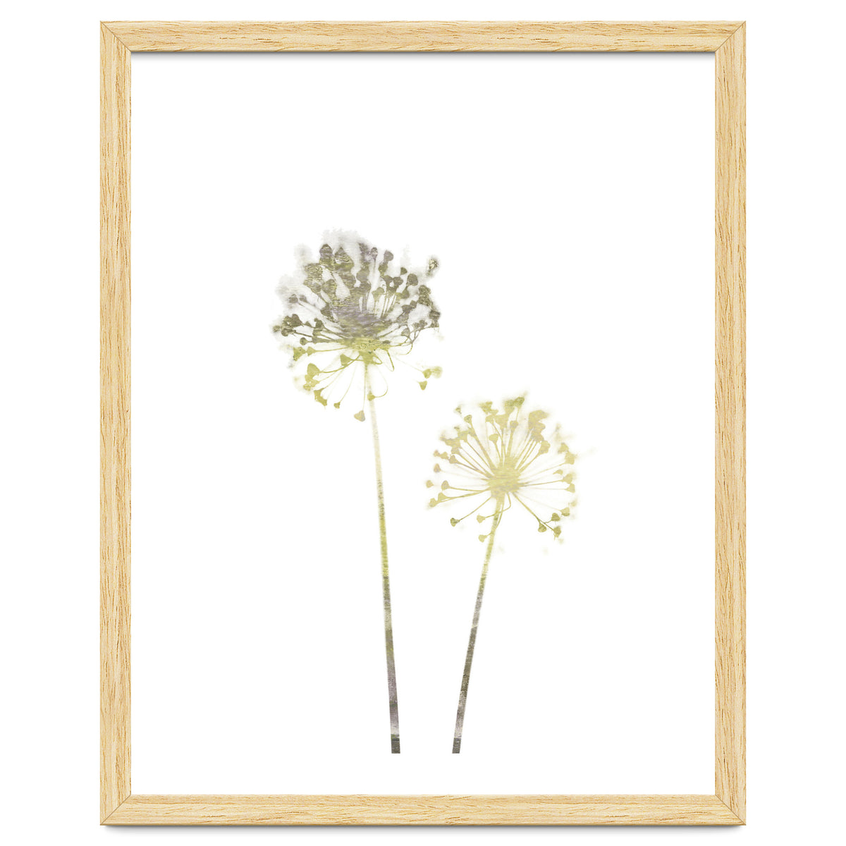 Neutral Dandelions