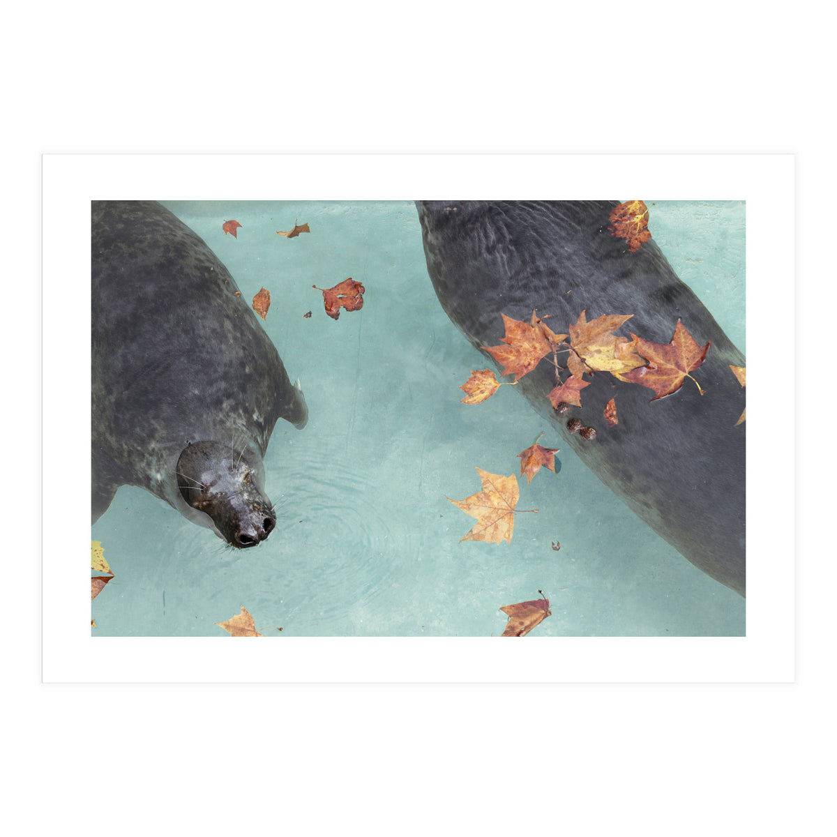 Wup-Wup-Wup (Print Only)