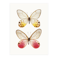 Cc Butterflies 04 (Print Only)