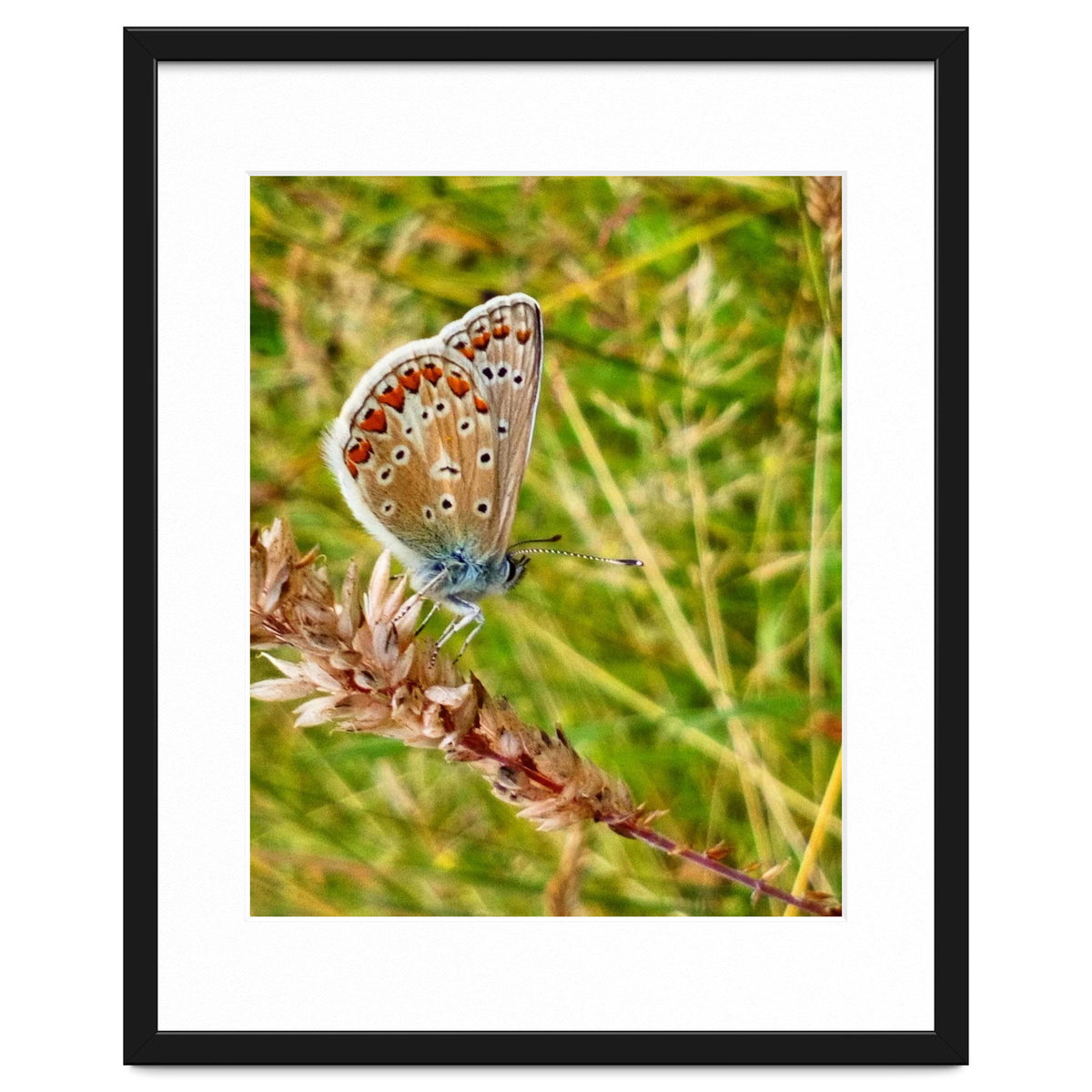 Butterfly in the meadow
