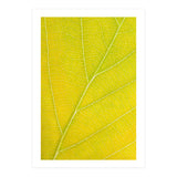 Autumn Leaf (Print Only) thumbnail