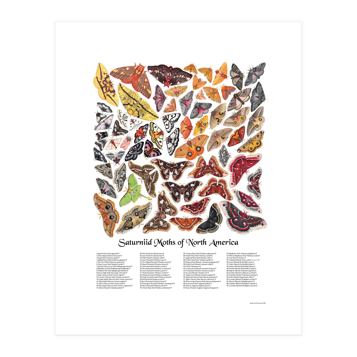 Saturniid Moths of North America (Print Only)