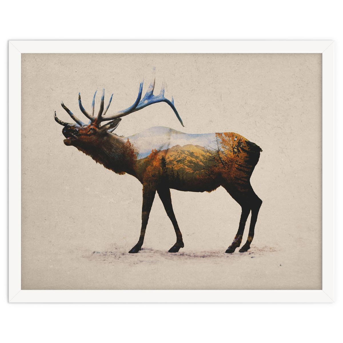The Rocky Mountain Elk