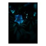 Shining Blue Floral (Print Only) thumbnail