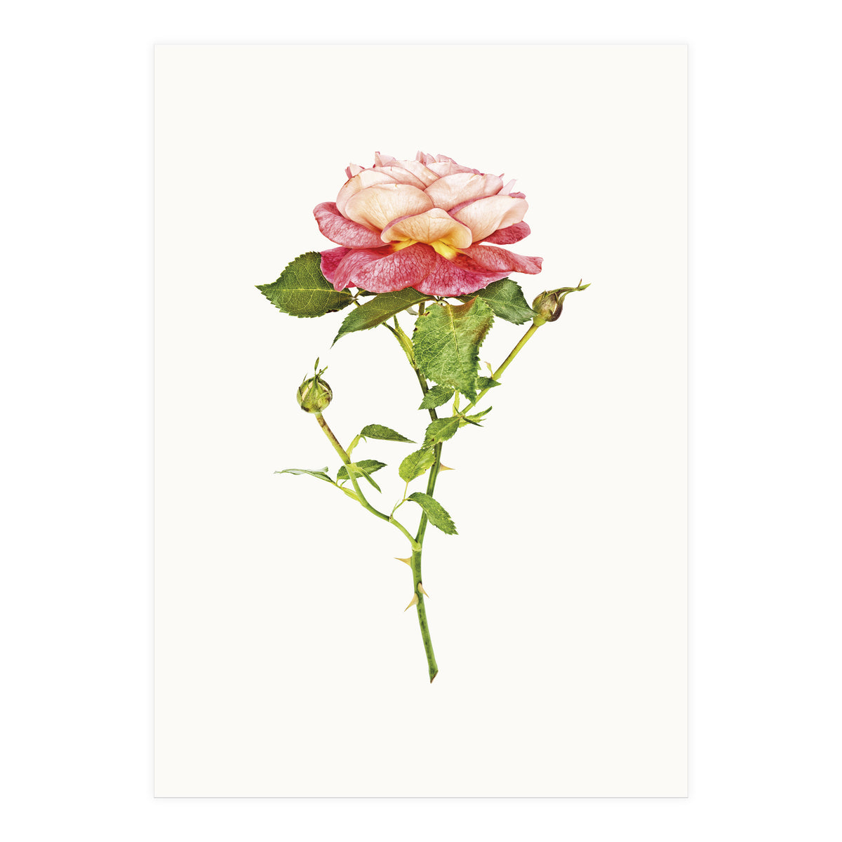 Cc Roses 03 (Print Only)